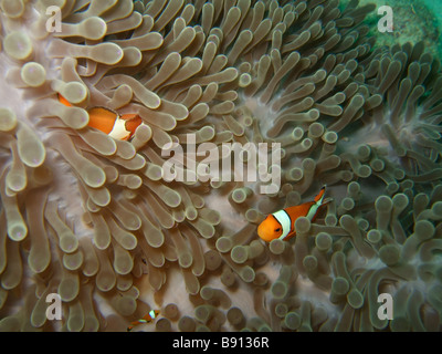 Anemone Clownfishes e il mare delle Andamane Isole Similan Foto Stock