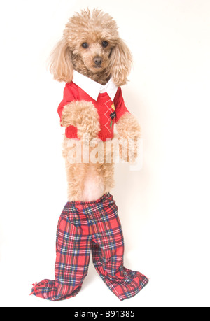 Cane vestito in preppy, quasi clown-come i vestiti Foto Stock