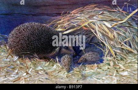 Xix secolo illustrazione di un West European riccio (Erinaceus europaeus), da Alfred brehms Tierleben Foto Stock