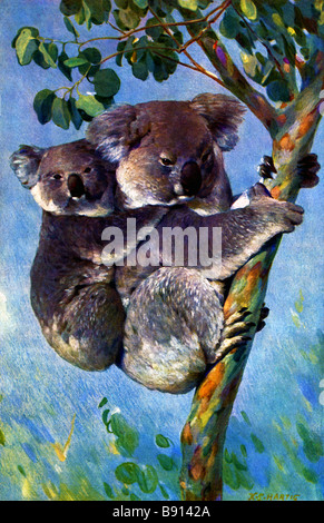 Xix secolo illustrazione (brehms tierleben) del Koala (Phascolarctos cinereus) Foto Stock