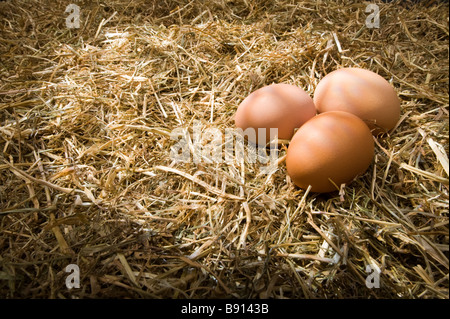 Tre brown free-range uova di pollo su un sfondo di paglia Foto Stock