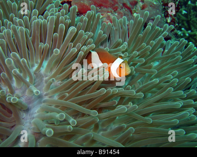 Anemone Nemoish e il mare delle Andamane Isole Similan Foto Stock