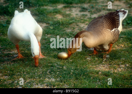 Oca e l'uovo d'Oro Foto Stock