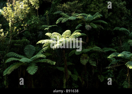 'fern Tree' Foto Stock