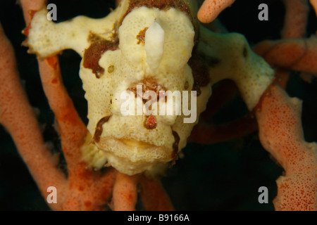 Rana pescatrice verniciato Antennarius pictus fase crema nascondere in corallo Foto Stock