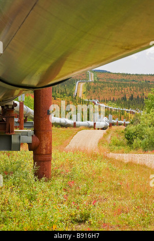 Foto scattata da sotto il lato della Alaskan pipeline seguenti attraverso la caduta tundra colorati. Foto Stock