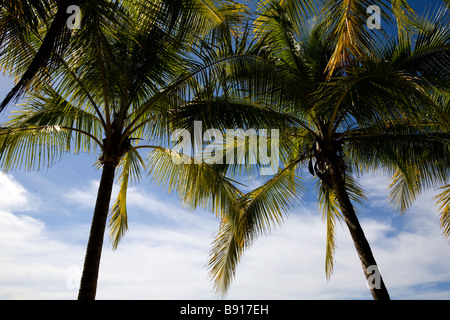 Le palme a Samara Beach in Costa Rica. Foto Stock