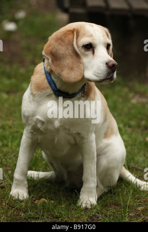 Beagle seduto in erba Foto Stock