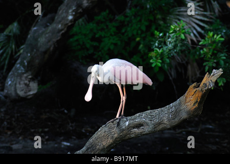 Roseate spoonbill Platalea ajaja appollaiato su un log attende per un boccone di venire vicino Foto Stock