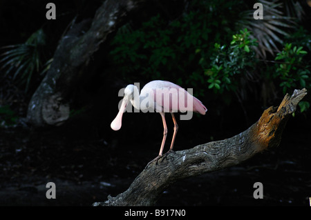 Roseate spoonbill Platalea ajaja appollaiato su un log attende per un boccone di venire vicino Foto Stock