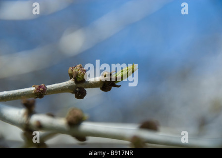 La nuova crescita su un albero in primo piano molto di un cielo blu. Foto Stock