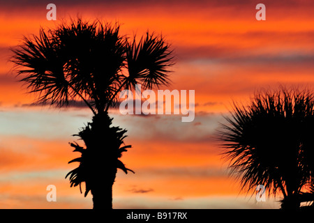 Tramonto con multicolore di post-incandescenza striato cielo e palme Foto Stock