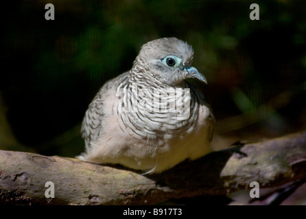 Colomba pacifica, 'Geopelia placida' Foto Stock