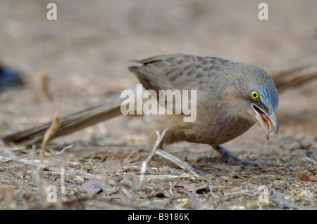 Grande Grigio Turdoides Babbler malcolmi avanzamento sul terreno Foto Stock