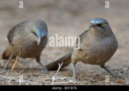 Grande Grigio Turdoides Babbler malcolmi avanzamento sul terreno Foto Stock