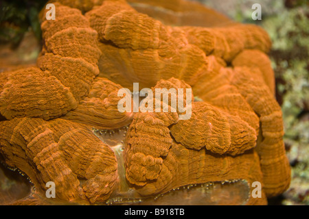 Lobi rosso corallo cervello lobophyllia Foto Stock