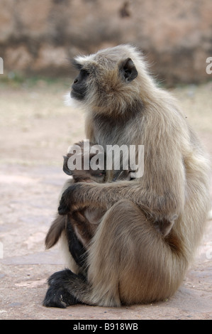 Hanuman femmina Langur Semnopithecus entellus con il suo bambino nel Parco nazionale di Ranthambore India Foto Stock