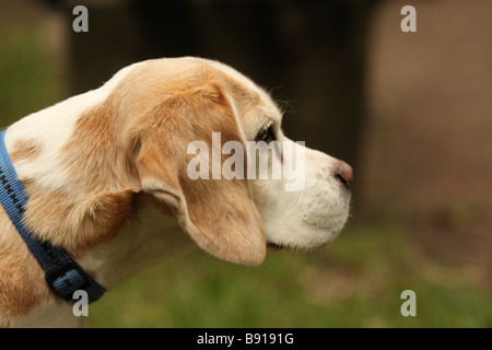 Lo sniffing di beagle in aria Foto Stock