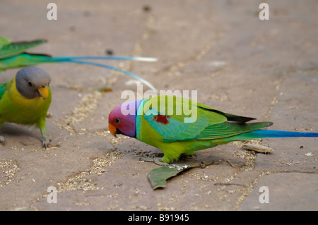 Maschio e femmina di prugna con testa di cocorite Psittacula cyanocephala avanzamento sul terreno Foto Stock