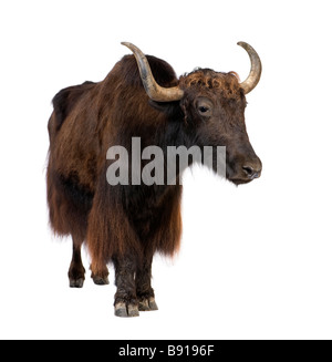 Yak davanti a uno sfondo bianco Foto Stock