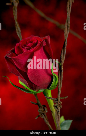 Ancora una vita di una rosa rossa e filo spinato. Foto Stock