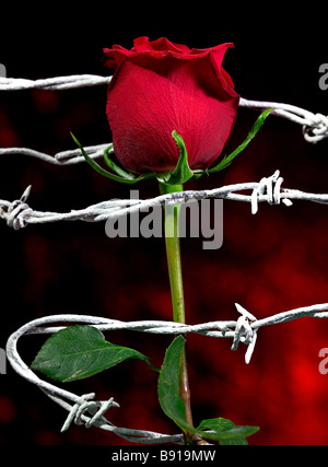 Ancora una vita di una rosa rossa e filo spinato. Foto Stock