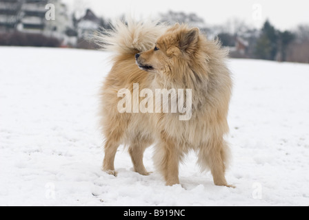 Un marrone cane eurasier guardando qualcosa di lontano in uno sfondo innevato Foto Stock