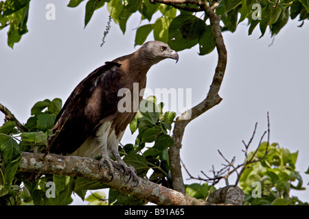 Testa Grigia pesce Eagle Ichthyophaga ichthyaetus in un albero nel parco nazionale di Kaziranga in Assam Foto Stock