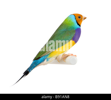 Gouldian Finch Erythrura gouldiae davanti a uno sfondo bianco Foto Stock