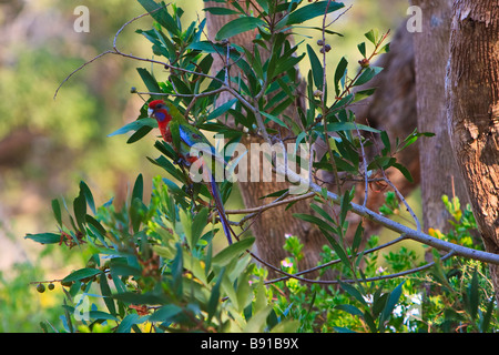 I capretti Crimson Rosella Platycercus elegans Foto Stock