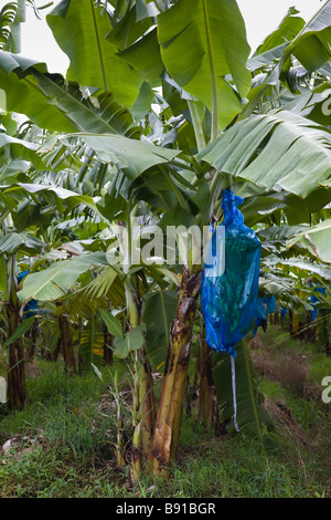 Banana le palme con i frutti protetti da sacchetti di plastica, St Lucia. Foto Stock