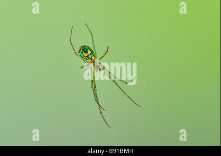 Un frutteto Spider (Leucauge Venusta) nella sua web. Foto Stock