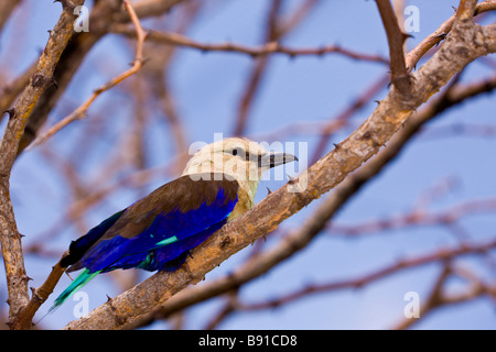 Blu-rullo panciuto, Coracias cyanogaster Foto Stock