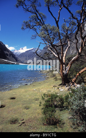 Lago Chinancocha (inferiore del Llanganuco laghi), polylepis tree e Mt Yanacpaqcha, Cordillera Blanca, Perù Foto Stock
