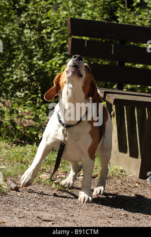Beagle che urla Foto Stock