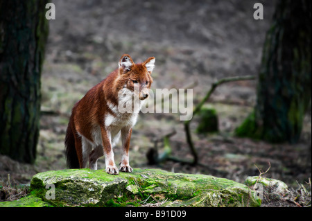 Dhole Cuon alpinus noto anche come il selvatico asiatico indiano cane cane selvatico o cane rosso Foto Stock