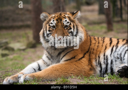 In prossimità di un grazioso tigre siberiana cub Panthera tigris altaica Foto Stock