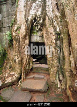Tree-tempio coperto, Siem Reap, Cambogia Foto Stock