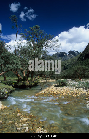 La foresta di polilepi e il flusso veloce nella valle di Huaripampa sul circuito di Llanganuco - Santa Cruz, Cordillera Blanca, Perù Foto Stock