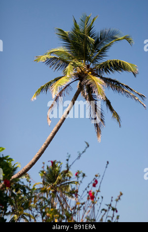 Palma da cocco oltre il cielo blu. Foto Stock