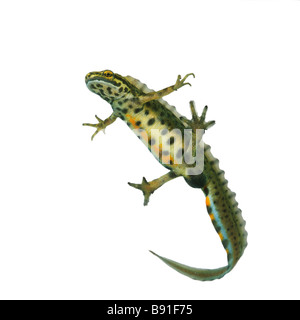 Buon NEWT Triturus vulgaris nuoto maschio sfondo bianco Foto Stock