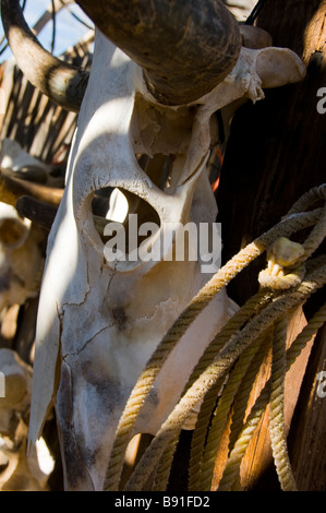 Sun imbianchiti cranio di sterzare con corna Foto Stock