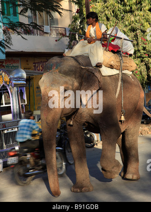 India Rajasthan Udaipur street scene elephant Foto Stock