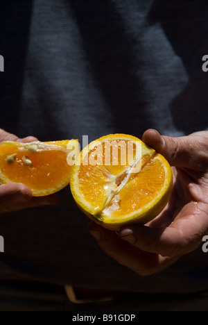 Un agrume Waikerie agricoltore detiene un taglio fresco Valencia Orange in Sud Australia Riverland Foto Stock