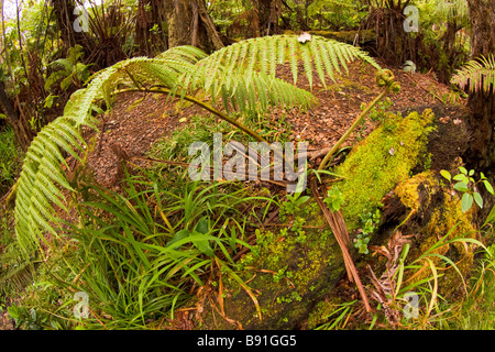 Un giovane fern e coperte di muschio tronchi di alberi nella foresta di felci nel Parco Nazionale Vulcani delle Hawaii - Big Island, Hawaii, STATI UNITI D'AMERICA Foto Stock