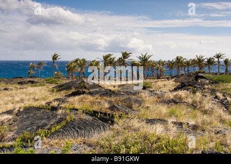 Palm alberi che crescono su vecchi modelli di flusso di lava vicino alla fine della catena di crateri Road, Big Island, Hawaii, STATI UNITI D'AMERICA Foto Stock