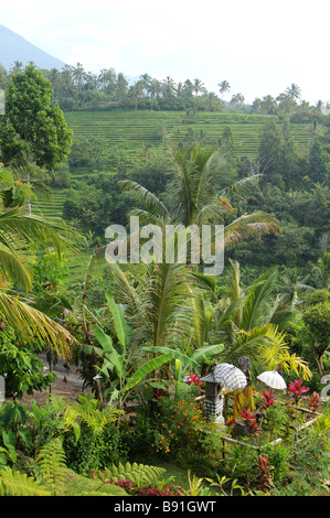 Jatiluwih Bali Indonesia Foto Stock