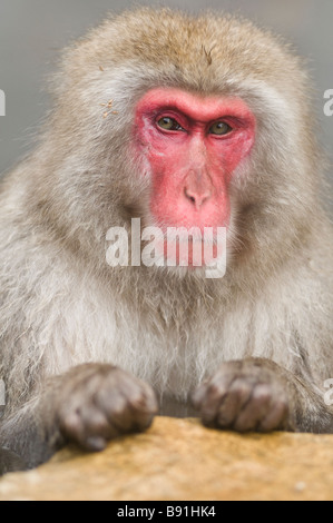 Giapponese neve macaco scimmia a Jigokudani Monkey Park Nagano Giappone Foto Stock