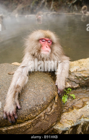 Giapponese neve macaco scimmia a Jigokudani Monkey Park Nagano Giappone Foto Stock