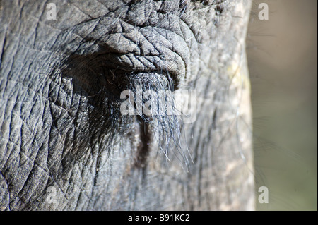 Di elefante le ciglia lunghe, una chiusura di un selvaggio elefante asiatico in Ruhunu Parco Nazionale dello Sri Lanka Foto Stock